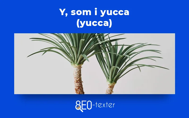 yucca
